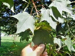 Attēlu rezultāti vaicājumam “Acer platanoides fo. schwedleri”