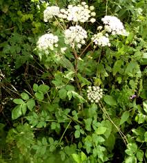 Attēlu rezultāti vaicājumam “Angelica palustris flower”