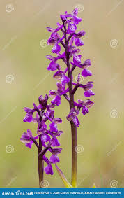 Attēlu rezultāti vaicājumam “Orchis morio”