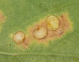 Attēlu rezultāti vaicājumam “Neuroterus quercusbaccarum”