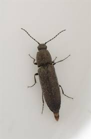 Attēlu rezultāti vaicājumam “Cidnopus aeruginosus”