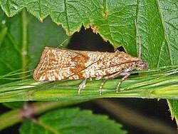 Attēlu rezultāti vaicājumam “Celypha striana”