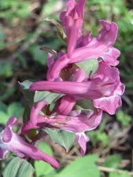 Attēlu rezultāti vaicājumam “Corydalis cava flower”