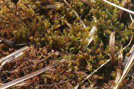 Attēlu rezultāti vaicājumam “Scorpidium cossonii”