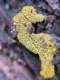 Attēlu rezultāti vaicājumam “Hemitrichia clavata”