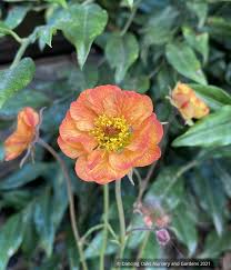 Attēlu rezultāti vaicājumam “Geum”