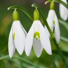 Attēlu rezultāti vaicājumam “Galanthus nivalis flower”