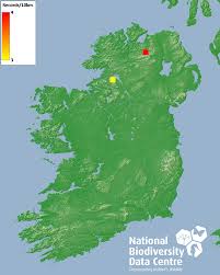Attēlu rezultāti vaicājumam “Anastrophyllum hellerianum”