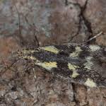 Attēlu rezultāti vaicājumam “Denisia similella”