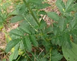 Attēlu rezultāti vaicājumam “Agrimonia eupatoria leaf”