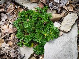 Attēlu rezultāti vaicājumam “Malva moschata bud”
