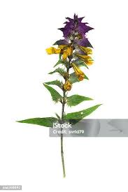 Attēlu rezultāti vaicājumam “Melampyrum nemorosum”