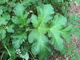 Attēlu rezultāti vaicājumam “Heracleum sphondylium subsp. sibiricum leaf”