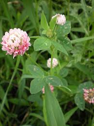 Attēlu rezultāti vaicājumam “Trifolium hybridum flower”