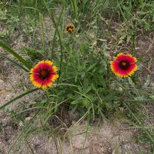 Image result for Gaillardia pulchella