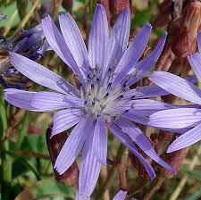 Attēlu rezultāti vaicājumam “Lactuca tatarica flower”