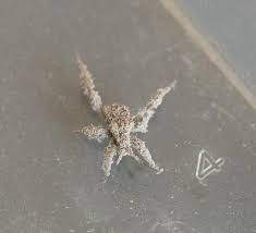 Attēlu rezultāti vaicājumam “Cosmia pyralina”