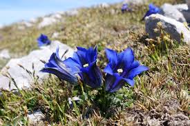 Image result for Enzian