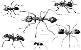 Attēlu rezultāti vaicājumam “Anthrenus sp. imago”