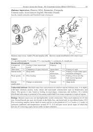 Attēlu rezultāti vaicājumam “Balanus improvisus”