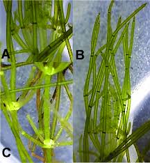 Attēlu rezultāti vaicājumam “Chara aspera male”