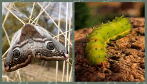 Attēlu rezultāti vaicājumam “Saturnia pavonia”
