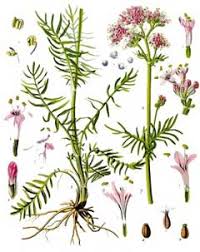 Attēlu rezultāti vaicājumam “Valeriana officinalis”