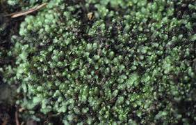 Attēlu rezultāti vaicājumam “Calypogeia”