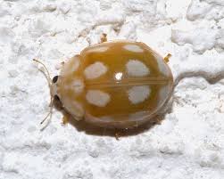 Attēlu rezultāti vaicājumam “Calvia decemguttata”