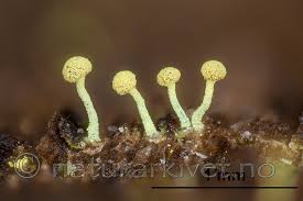 Attēlu rezultāti vaicājumam “Chaenotheca brachypoda”