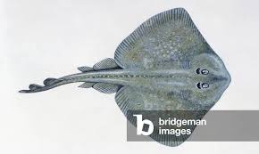 Image result for Raja asterias