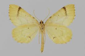 Attēlu rezultāti vaicājumam “Eulithis mellinata”