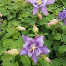 Image result for Aquilegia caerulea