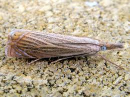 Attēlu rezultāti vaicājumam “Chrysoteuchia culmella”