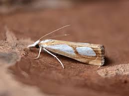 Attēlu rezultāti vaicājumam “Catoptria margaritella”