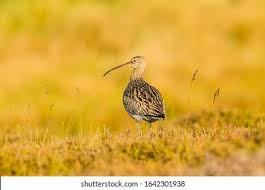 Attēlu rezultāti vaicājumam “Numenius arquata adult”