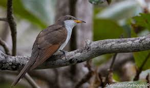 Image result for Coccyzus americanus