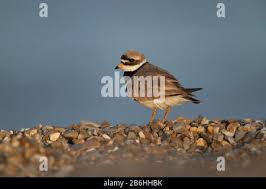 Attēlu rezultāti vaicājumam “Charadrius hiaticula adult”