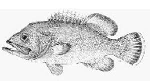 Image result for Polyprion americanus