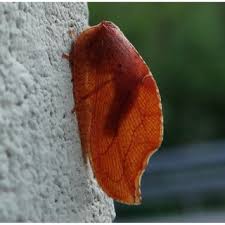 Attēlu rezultāti vaicājumam “Drepanepteryx phalaenoides”