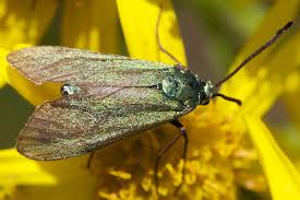 Attēlu rezultāti vaicājumam “Adscita statices”