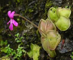 Attēlu rezultāti vaicājumam “Pinguicula vulgaris”