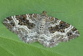 Attēlu rezultāti vaicājumam “Epirrhoe”