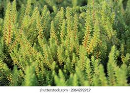 Attēlu rezultāti vaicājumam “Empetraceae”