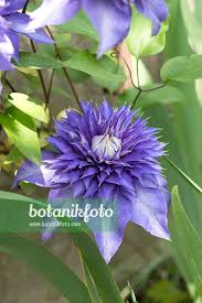 Image result for clematis multi blue