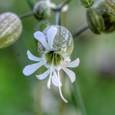 Attēlu rezultāti vaicājumam “Silene vulgaris flower”