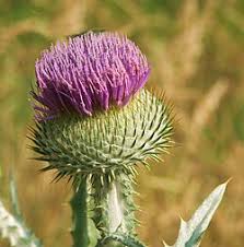 Image result for Onopordum acanthium