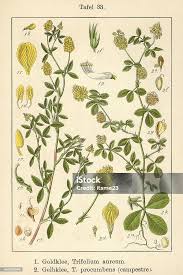 Attēlu rezultāti vaicājumam “Trifolium aureum”