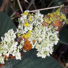 Attēlu rezultāti vaicājumam “Physcia adscendens”