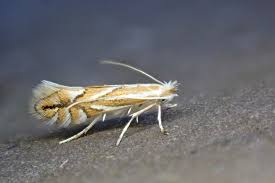 Attēlu rezultāti vaicājumam “Phyllonorycter sp.”